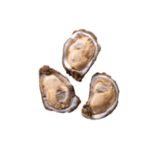 grand isle oysters
